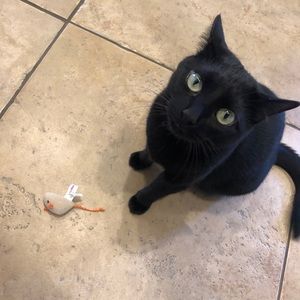 Meet your Posher, Addison